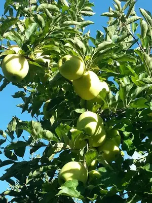 a tree filled with lots of green apples on it at Agritur Coryletum in Coredo