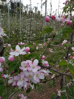 a bunch of pink and white flowers in a garden at Agritur Coryletum in Coredo