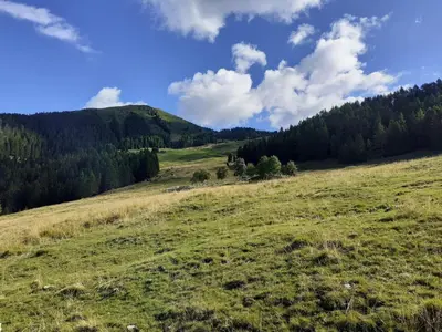 a grassy hill with trees in the background at B&B PRA' DEI CERVI in Telve