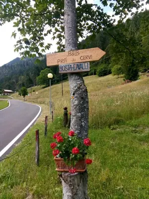 a street sign on a tree next to a road at B&B PRA' DEI CERVI in Telve