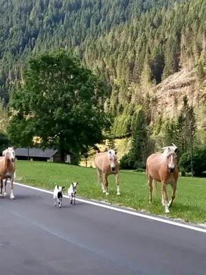 a group of horses and a dog walking down a road at B&B PRA' DEI CERVI in Telve
