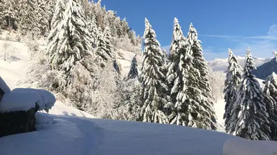 a snow covered forest with snow covered pine trees at Flatscherhof in San Lorenzo di Sebato