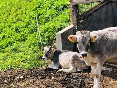 a couple of cows standing next to each other at Flatscherhof in San Lorenzo di Sebato