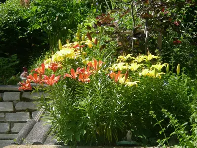 a display of flowers in a garden at Flatscherhof in San Lorenzo di Sebato