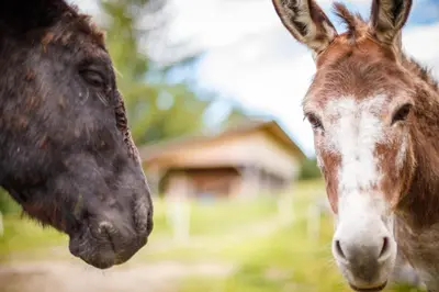 a horse and a horse standing next to each other at Agriturismo MARER Urlaub auf dem Bauernhof in Villabassa