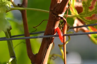 a close up of a plant with a red flower at Pension Schweigkofler in Tirolo