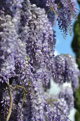 a bunch of purple flowers hanging from a tree at Pension Schweigkofler in Tirolo