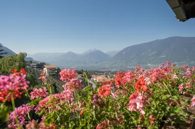 a field of pink flowers with mountains in the background at Hotel Klarnerhof in Schenna