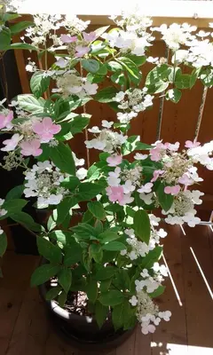 a plant with pink and white flowers in a pot at Apartments Annemarie in Ortisei
