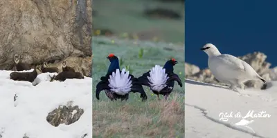 three pictures of birds standing in the snow at Lüch de Martin in La Valle