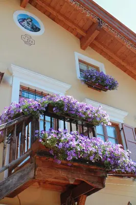 a balcony with purple flowers on a building at Hotel Garnì Salvanel in Cavalese