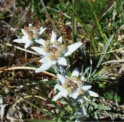 a group of white flowers in the grass at Hotel Garnì Salvanel in Cavalese