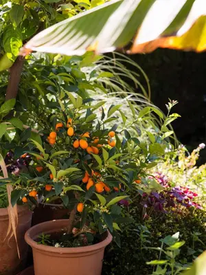 an orange tree in a pot in a garden at Pension Chalet Andy in Schenna
