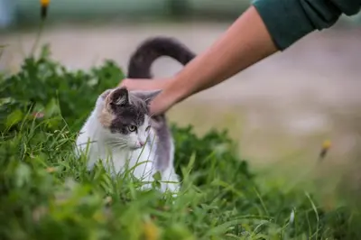a person petting a cat in the grass at Residence Speckerhof in Maranza