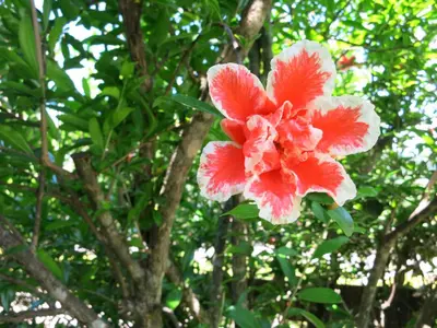 a red and white flower on a tree at Feldererhof in Postal