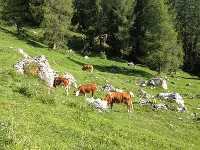 a group of cows grazing in a grassy field at Casa al Moro in Rocca Pietore