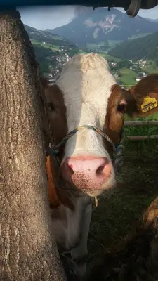 a brown and white cow standing next to a tree at Jaiterhof in Funes