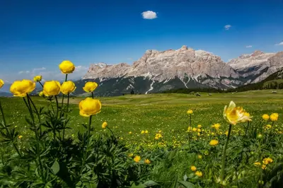 a field of yellow flowers with mountains in the background at Hotel Conturines in San Cassiano