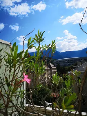 a pink flower on a bush in front of a building at Spazioso e accogliente nel centro di Merano in Merano