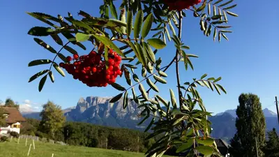 a bunch of red berries on a tree with mountains in the background at Schartnerhof in Collalbo
