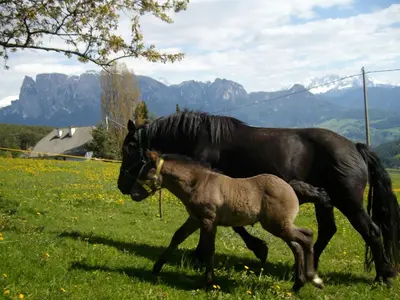 a black horse and a baby horse walking in a field at Schartnerhof in Collalbo