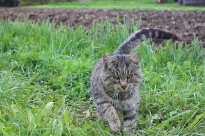 a cat walking through the grass in a field at Schartnerhof in Collalbo