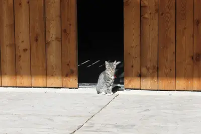 a cat sitting in the doorway of a barn at Beikircherhof in San Lorenzo di Sebato