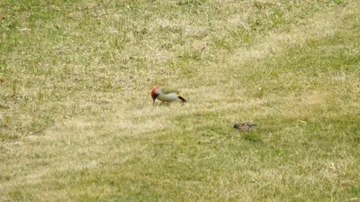 a bird standing in the grass in a field at Mini Maule in Cavalese