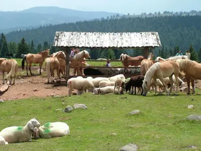 a herd of sheep and horses in a field at Oberkapillhof in Meltina