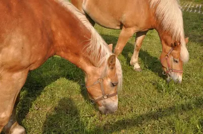 two horses grazing in the grass in a field at Gasthof Schluff in Soprabolzano
