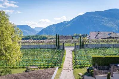 a view of a vineyard with mountains in the background at Glögglhof in Appiano sulla Strada del Vino