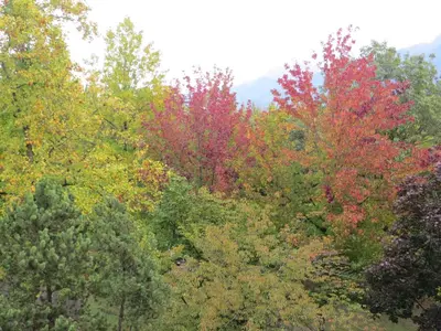 a group of trees with different colored leaves at Appartamento Panoramico Lungopassirio in Merano