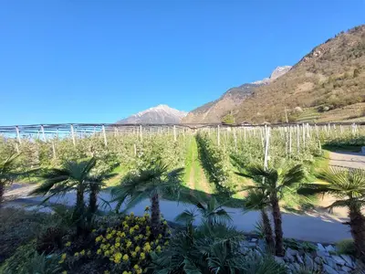 a vineyard with palm trees and mountains in the background at Oberangerhof in Lagundo