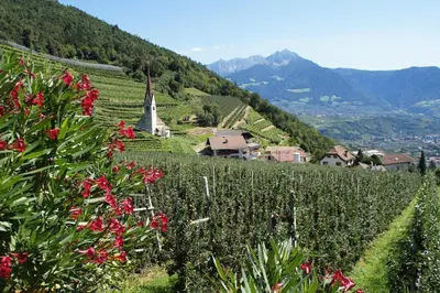 a vineyard on a hill with a church and flowers at Oberangerhof in Lagundo