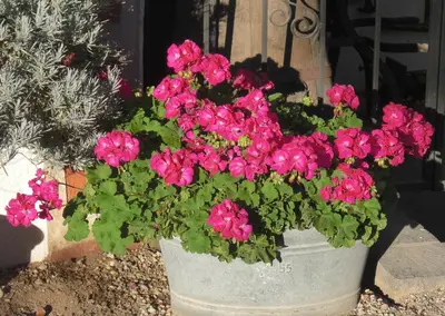 a potted plant with pink flowers in a pot at Garni Unterhaslerhof in Merano