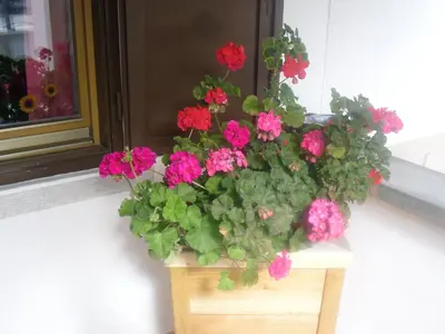 a planter with red and pink flowers in front of a window at Garni Margherita in Corvara in Badia
