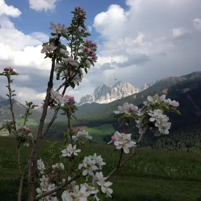a group of flowers in a field with mountains at Gasleidhof in Funes