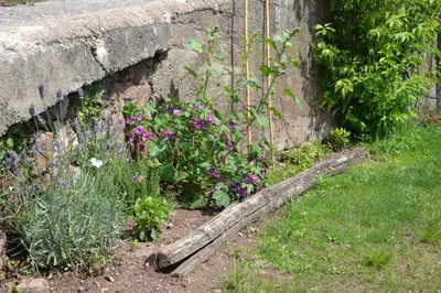 a garden with purple flowers next to a wall at Kristplonerhof in Bolzano