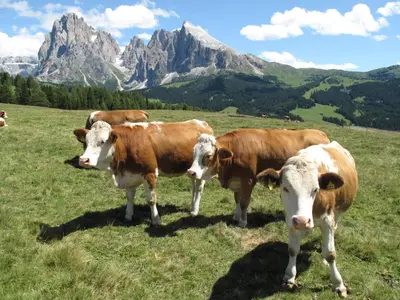 three cows standing in a field with mountains in the background at Hotel Talblick in Ortisei