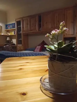 a potted plant on a wooden table in a bedroom at La Stella Alpina in Colle Isarco