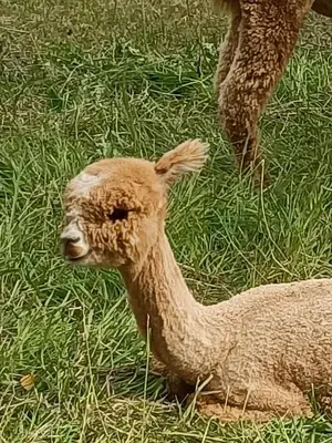 a baby sheep laying in the grass at La Stella Alpina in Colle Isarco