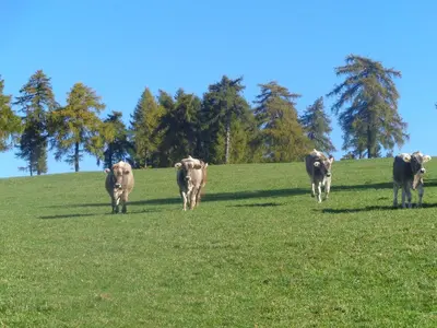 a group of cows walking in a field at Pitterle Hof in Meltina