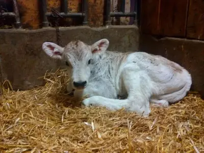 a baby cow laying on hay in a barn at Pitterle Hof in Meltina