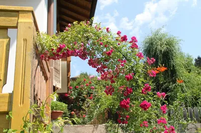 a garden with flowers on the side of a house at Garnì Goccia d'Oro in Cavalese