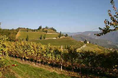 a vineyard on a hill with a road on it at Tirolerin Garni Hotel in Termeno