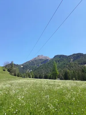 a field of flowers in a field with mountains in the background at Garni B&B Chi Vai in San Vigilio Di Marebbe