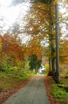 a dirt road with trees on the side of it at Appartamenti Dolomiti in Colcerver