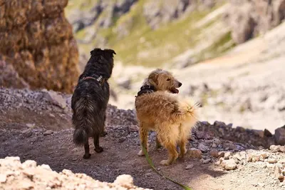 two dogs are standing on a rocky trail at Hotel Pordoi Passo Pordoi Vegetarian Hotel in Canazei