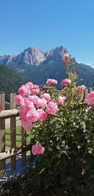 a bush of pink roses next to a wooden fence at Villetta Muncion in Pozza di Fassa