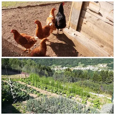 two pictures of chickens standing next to a fence at Maso Sveseri in Montesover